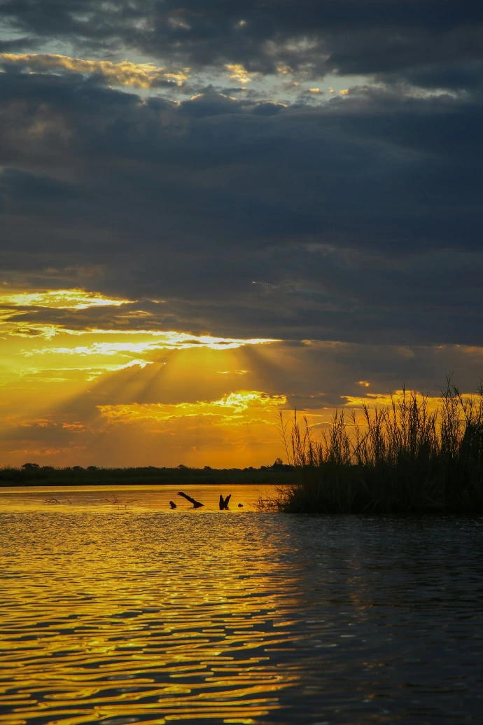 birds flying over a body of water at sunset